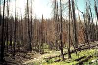 Fire damage